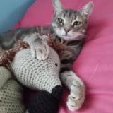 Picture of cat lost at Chatenay