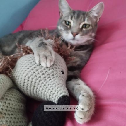 Photo 1/1 Cat reunited Lost in Chatenay