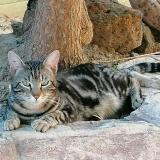 Picture of cat lost at Colombiers