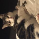 Picture of cat lost at Pierrefonds