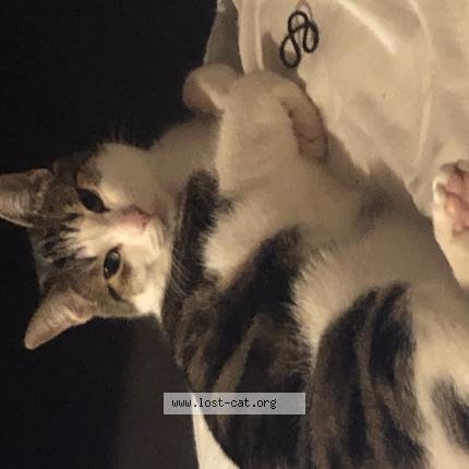 Photo 1/1 Cat reunited Lost in Pierrefonds