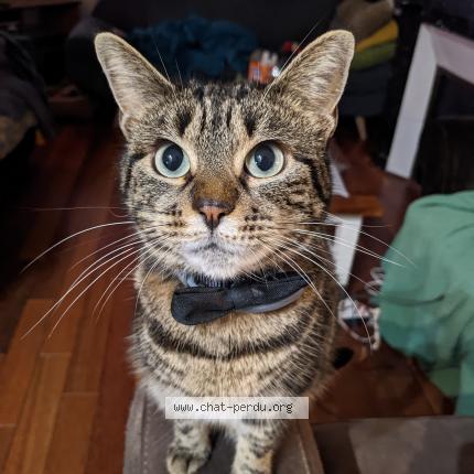 Photo 1/1 Reunited cat Lost in Valenciennes