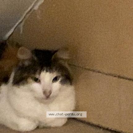 Foto 1/1 Kat teruggevonden Gevonden in Tellin