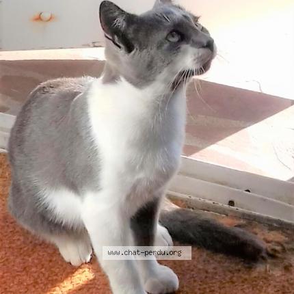 Photo 1/1 Roquefort Chat lost in Laval