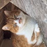 Picture of cat lost at Tillieres