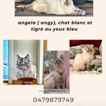 Foto 1/1 Kat teruggevonden Vermist in Bruxelles