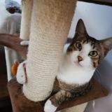 Picture of cat lost at Pantin