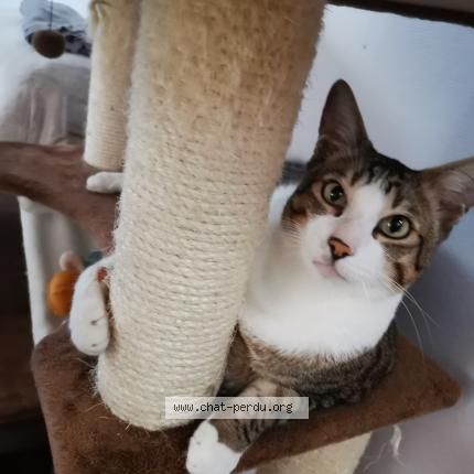 Photo 1/3 Peluche Chat lost in Pantin