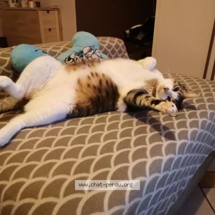 Photo 2/3 Peluche Chat lost in Pantin