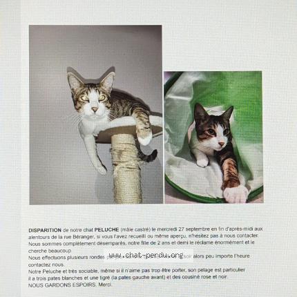 Photo 3/3 Peluche Chat lost in Pantin