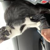 Picture of cat lost at Goussainville