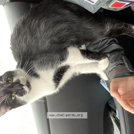 Photo 1/1 Oreo Chat lost in Goussainville