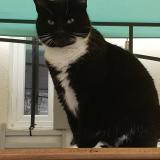 Picture of cat lost at Dijon