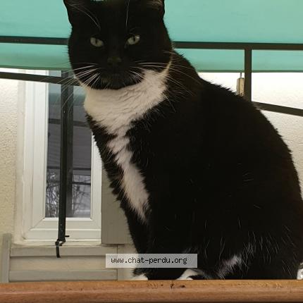 Photo 1/1 Olympe Chat lost in Dijon