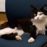 Picture of cat found at Colomiers