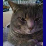 Picture of cat lost at Terrebonne