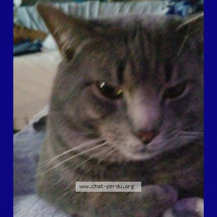 Photo 1/1 Cat reunited Lost in Terrebonne