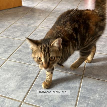 Foto 1/2 Wiedergefundene Katze Gefunden in Le Locle
