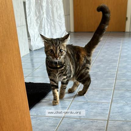 Foto 2/2 Wiedergefundene Katze Gefunden in Le Locle