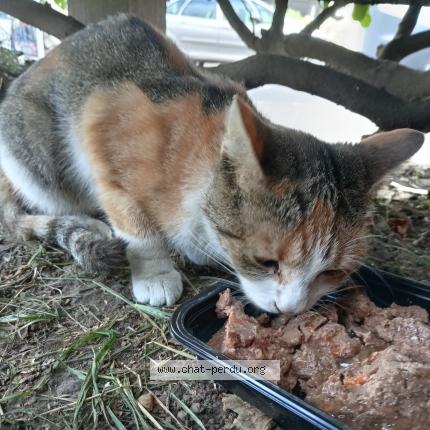 Photo 1/1 Cat reunited Found in Lille