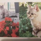Picture of cat lost at Nervieux