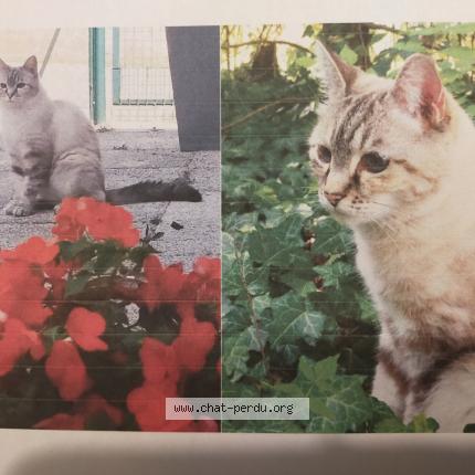 Photo 1/1 Plume Chat lost in Nervieux