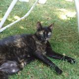 Picture of cat lost at Thuret