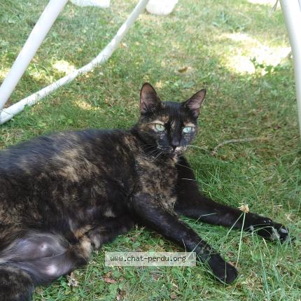 Photo 1/1 Moumoune Chat lost in Thuret