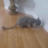 Picture of cat found at Beauharnois