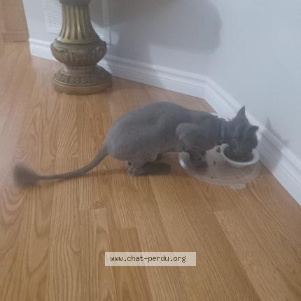 Photo 1/1 Cat reunited Found in Beauharnois