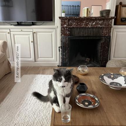 Foto van vermiste kat in Woluwe St Pierre