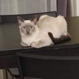 Picture of cat lost at Savouges