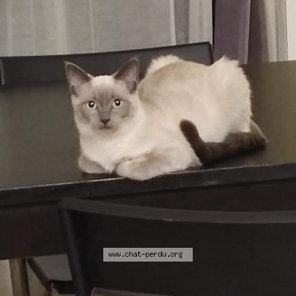 Photo 1/1 Suki Chat lost in Savouges