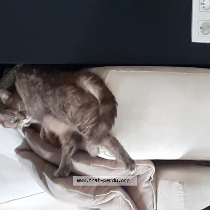 Foto van vermiste kat in Mons