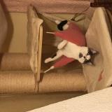 Picture of cat lost at Contay Vadencourt