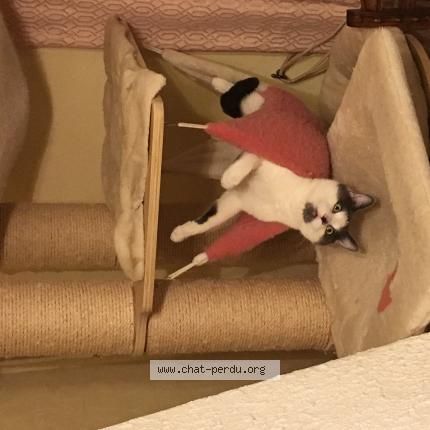 Photo 1/1 Cat reunited Lost in Contay vadencourt