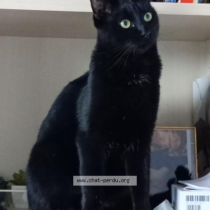 Foto einer verlorenen Katze in Vessy