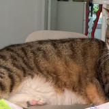 Picture of cat lost at Paris