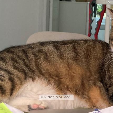 Photo 1/1 Cat reunited Lost in Paris