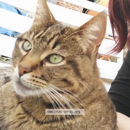 Foto van vermiste kat in Templeuve