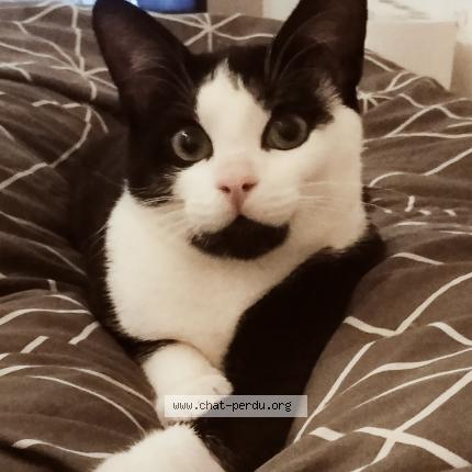 Photo 1/1 Marley Chat lost in St quentin