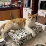 Picture of cat lost at Marcy Anse