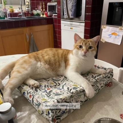 Photo 1/2 Rooky Chat lost in Marcy anse