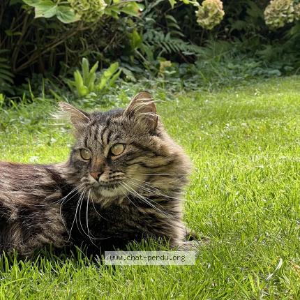Foto 1/2 Kat teruggevonden Vermist in Etterbeek