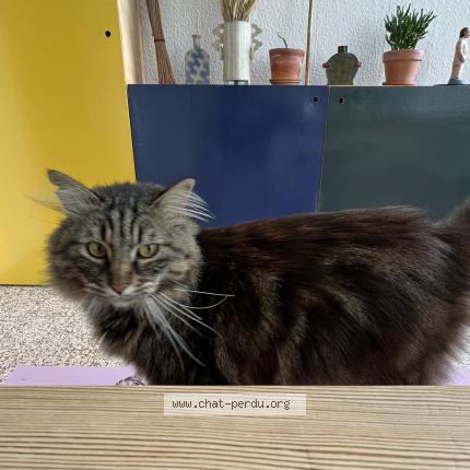 Foto 2/2 Kat teruggevonden Vermist in Etterbeek