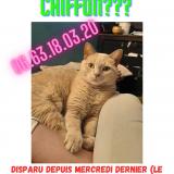 Picture of cat lost at Lanester