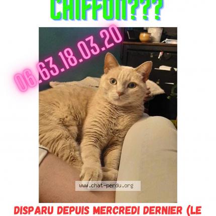 Photo 1/2 Chiffon Chat lost in Lanester