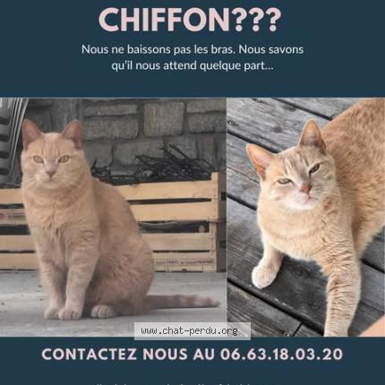 Photo 2/2 Chiffon Chat lost in Lanester