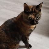 Picture of cat lost at La Chapelle Saint Luc