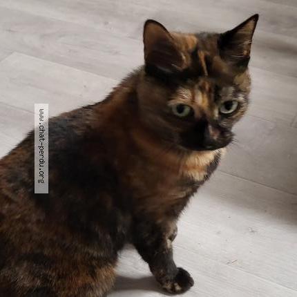 Photo 1/2 Xena Chat lost in La chapelle saint luc